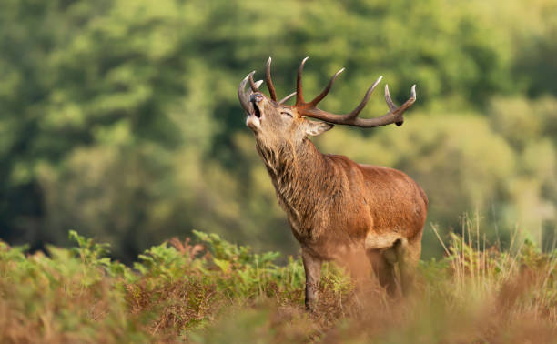 istock Red Deer calling during rutting season in autumn 1285326317