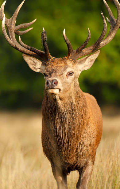 istock Close up of a Red Deer in autumn 1285326340