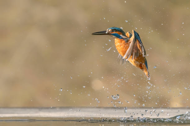 istock Common European Kingfisher (Alcedo atthis). Kingfisher flying after emerging from water with caught fish prey in beak on green natural background. Kingfisher caught a small fish 1285326400