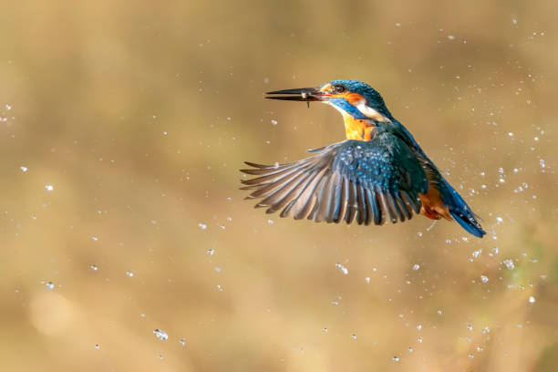 kingfisher europeo común (alcedo atthis). kingfisher volando después de salir del agua con peces capturados presas en el pico sobre el fondo natural verde. kingfisher capturó un pez pequeño - animals hunting kingfisher animal bird fotografías e imágenes de stock