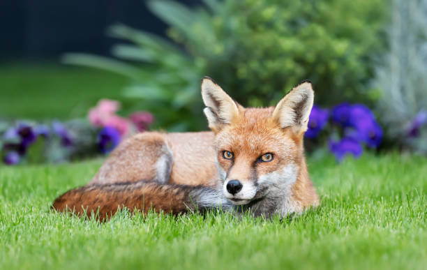 istock Close up of a red fox lying on green grass 1285326572