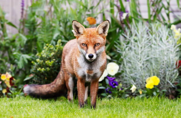istock Close up of a red fox standing in a garden 1285326593