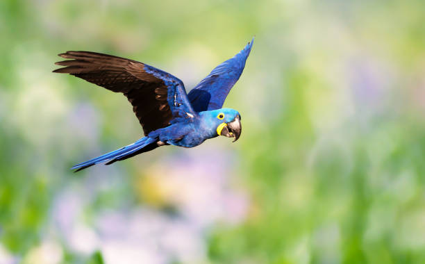 Close Up Of A Hyacinth Macaw In Flight Stock Photo - Download Image Now - Hyacinth  Macaw, Parrot, Macaw - iStock