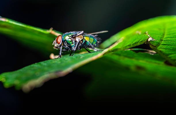 istock insect, common greenbottle fly - Lucilia sericata 1285326941
