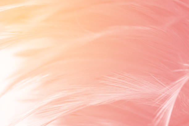 istock Beautiful soft pink color trends feather pattern texture background with orange light 1285327725