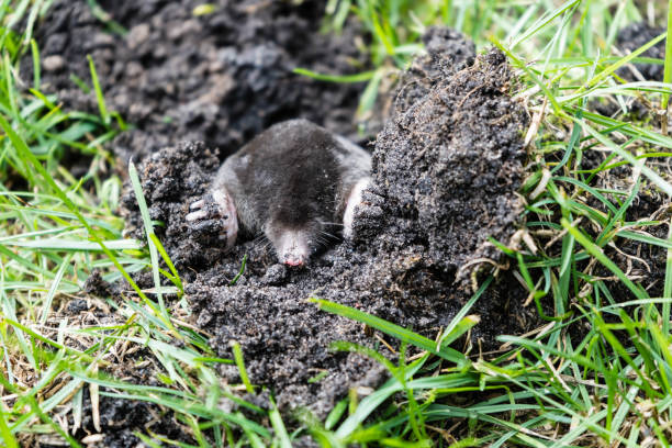 moles (talpidae) - burying ground imagens e fotografias de stock