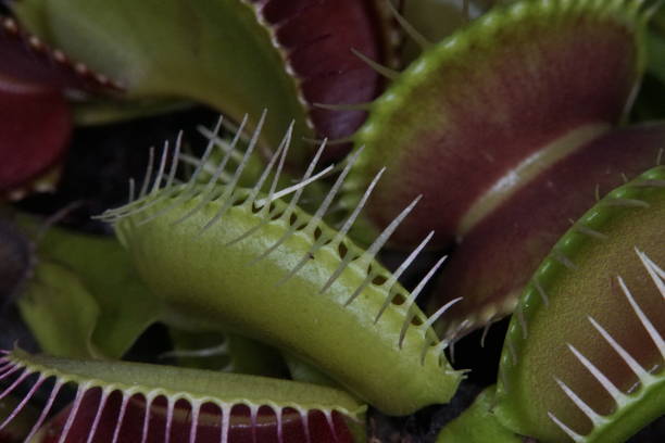 istock Meat eating plant Venus Fly trap closeup 1285327847