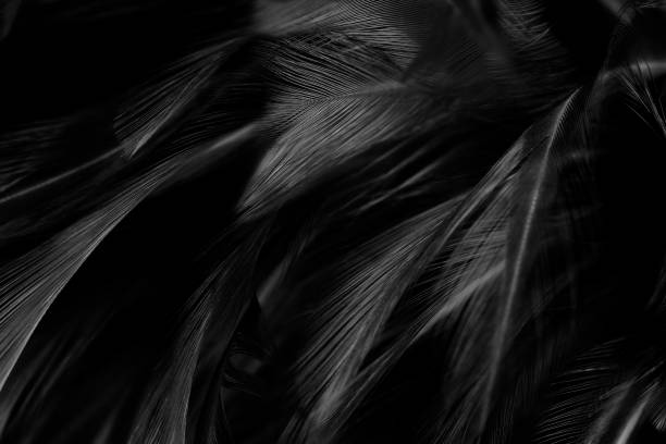 美しい暗黒の羽模様のテクス�チャの背景 - softness wildlife horizontal black and white ストックフォトと画像