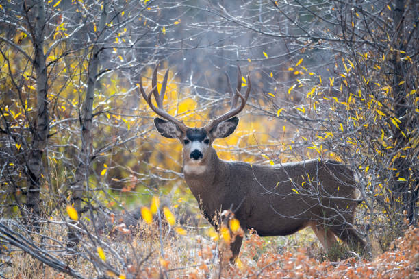 그랜드 테톤 국립공원의 대형 노새 사슴 벅 - mule deer 뉴스 사진 이미지