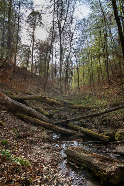 istock Ochsenbach in the Schoenbuch Nature Reserve 1285329193