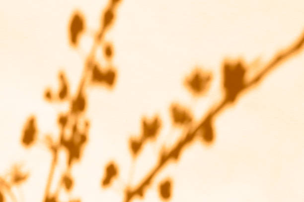istock blurry shadow of cherry blossom on beige background 1285329491