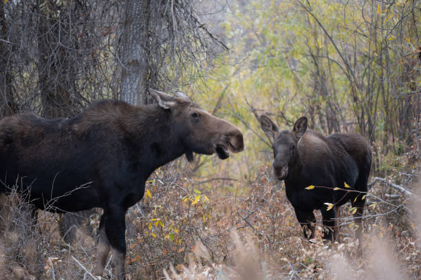 istock Moose in grand teton national park 1285330610