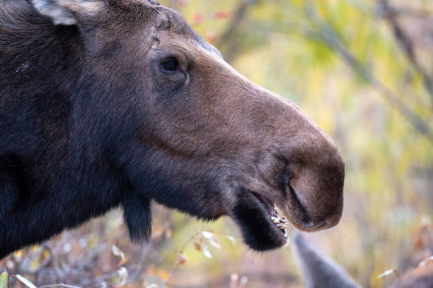 istock Moose in grand teton national park 1285330634