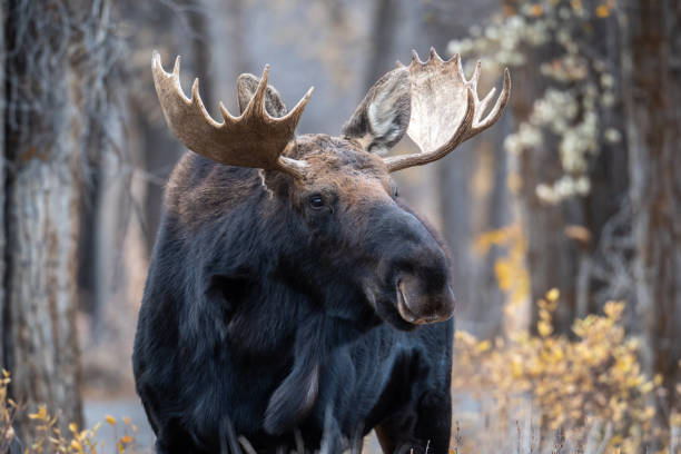istock Moose in grand teton national park 1285330639
