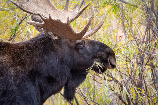 istock Moose in grand teton national park 1285330650