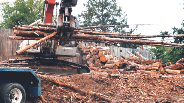 istock Log loader moving fresh woods logs to the truck 1285330890