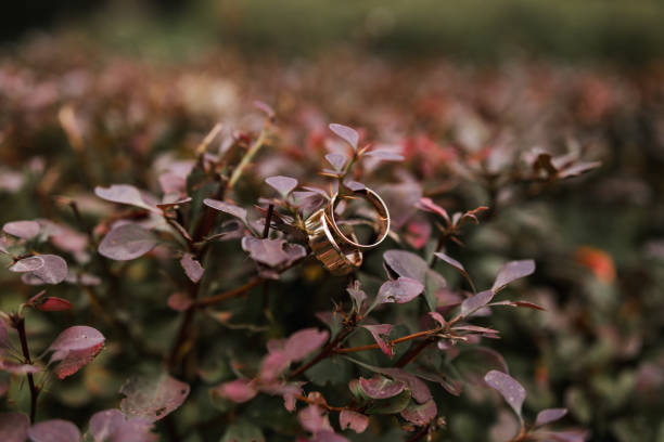 istock gold wedding rings hanging on a bush branch 1285332147