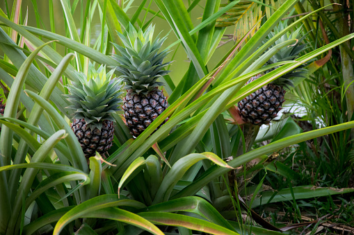 Close-Up view of Farm Fresh Organic Pineapple (Ananas comosus). Pineapple fruit background Fresh green papaya on the tree. papaya fruit (Carica papaya) plant