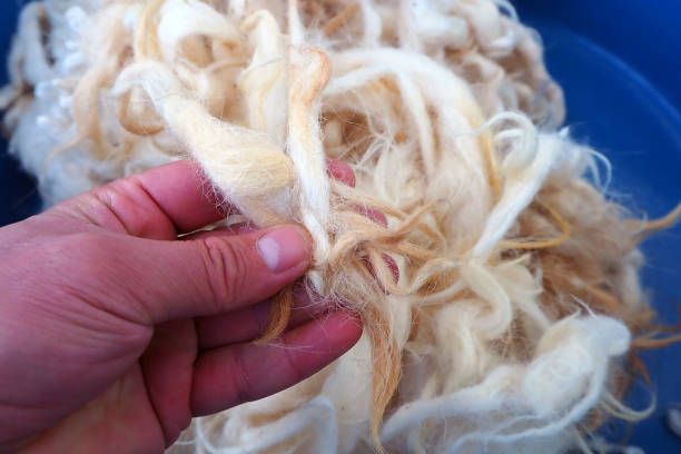 istock clean sheep wool, close-up sheep wool to make a pillow, 1285333551