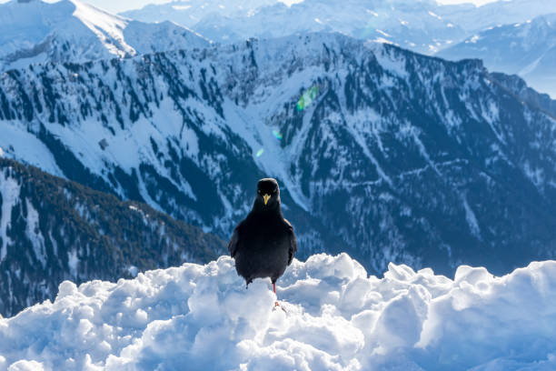 Crow standing on deep snow in winter with mountain backgrounds. Yellow-billed Chough. Alpine Chough. Pyrrhocorax graculus. Rochers De Naye, Switzerland.