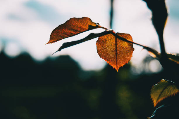 istock Detail of two rose's leave illuminated by sunlight 1285334838
