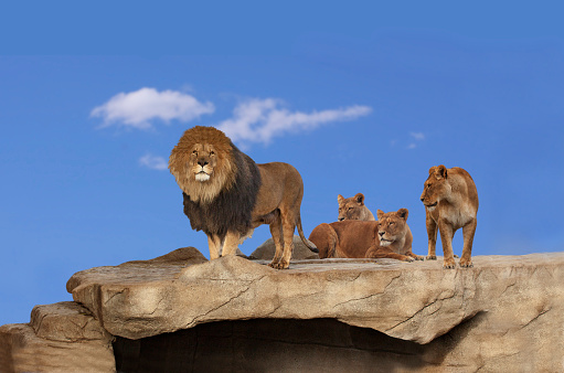 Three adult lions on a cliff rock with blue sky and light white clounds in background. One male lion and one lioness standing and two lioness lying. Copy space for text.