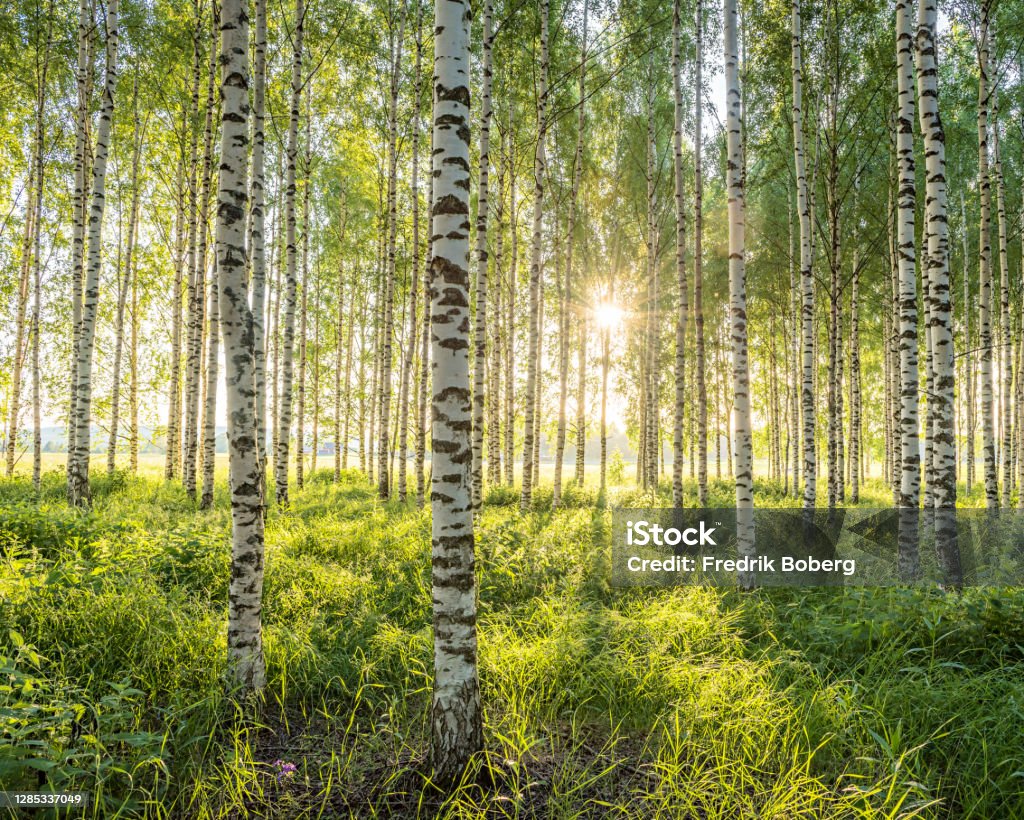 Birch forest Björkskog i solnedgång Nature Stock Photo