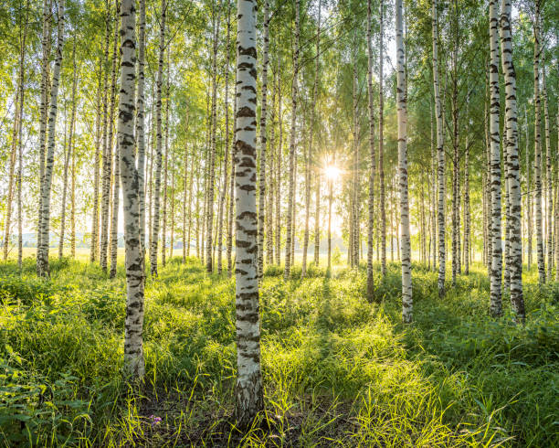 Birch forest Björkskog i solnedgång swedish summer stock pictures, royalty-free photos & images