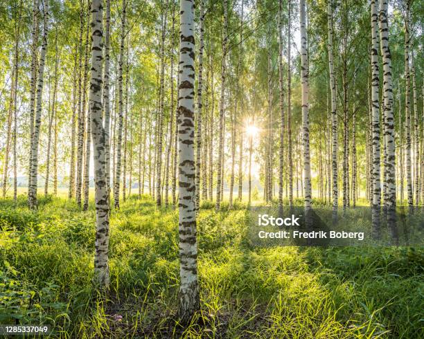 Birch Forest Stock Photo - Download Image Now - Nature, Forest, Birch Tree
