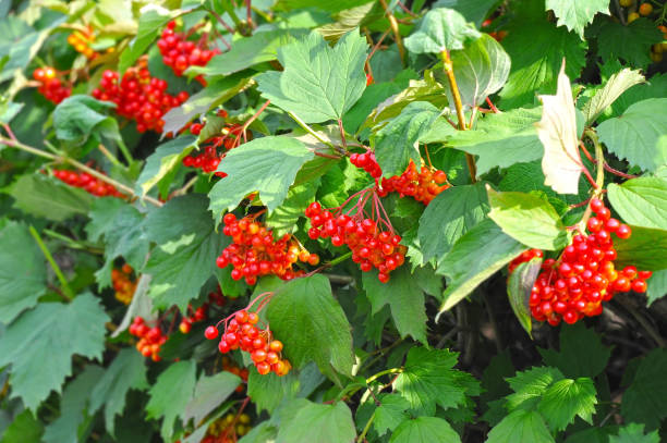 istock Ripe viburnum on branch 1285338093