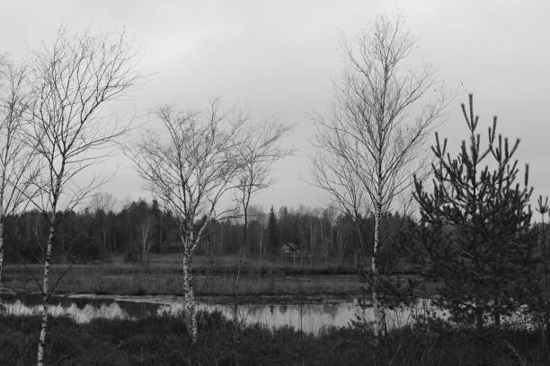 autumn natural landscape with swamps covered in phragmites and forest with birch tree in Polesie region in Poland