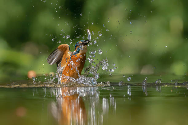 istock Common European Kingfisher (Alcedo atthis). Kingfisher flying after emerging from water with caught fish prey in beak on green natural background. Kingfisher caught a small fish 1285339530
