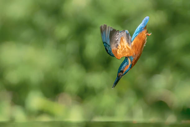 istock Diving Common European Kingfisher (Alcedo atthis). 1285339544