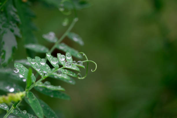 vicia cracca lub tufted, krowa, ptak, niebieski lub boreal gałązki wyki pokryte kroplami wody po rosy lub deszczu musujące jak diamenty - vetch zdjęcia i obrazy z banku zdjęć