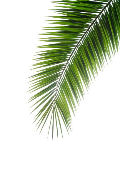 istock Palm tree leaf isolated. Tropical palm branch on a white blank background. 1285340734