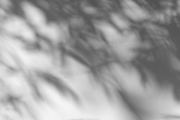 istock Shadow overlay effect. Blur shadows of plants and tree leaves on a white clean wall. 1285340756