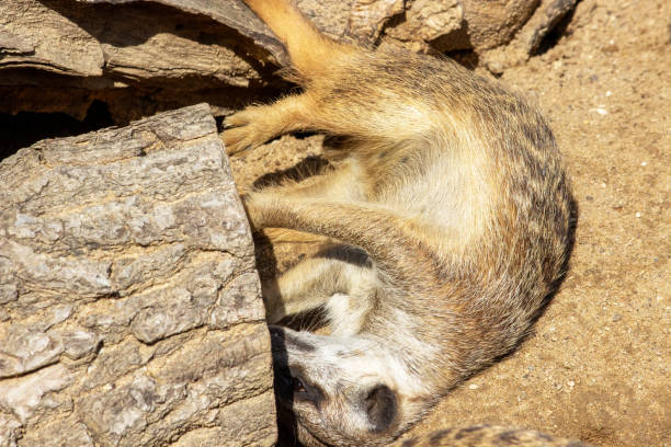 Photo of a young meerkat lying on its side scratching a tree stock photo