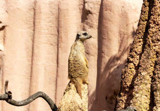 Photo of a meerkat observing the area on a hill, Suricata suricatta stock photo