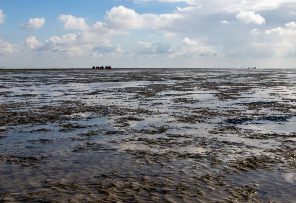 ダゲビュル・ドイツ - sea beach mud flat mud ストックフォトと画像