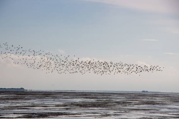 ダゲビュル・マッドフラットの鳥 - sea beach mud flat mud ストックフォトと画像