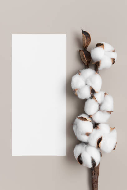 istock Menu card mockup with a dried cotton branch., 4x9 ratio. 1285344335
