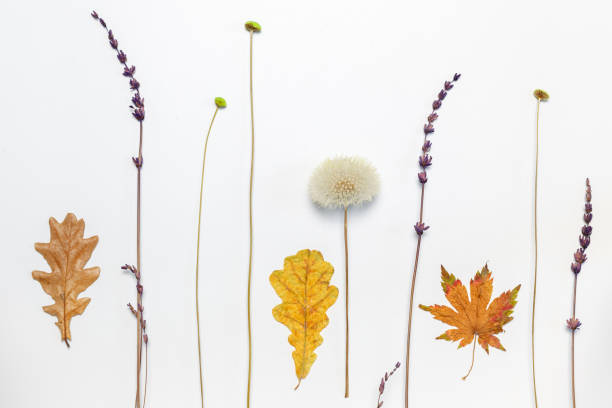 Lavender, dandelions and dry oak and maple leaves on a white background, horizontally. The layout of the plant space, the herbarium stock photo
