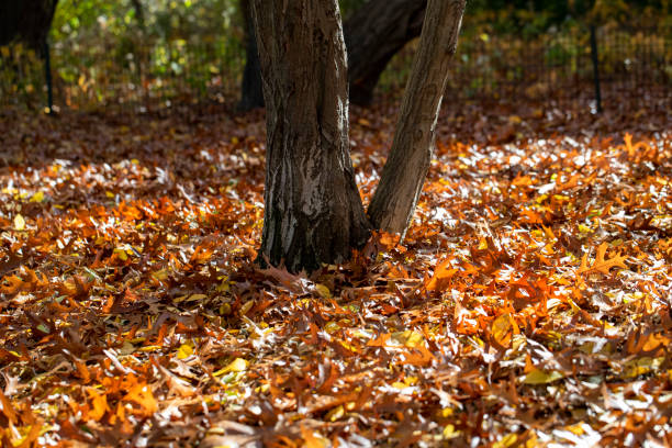 folhas estavam na grama sob uma árvore no ramble dentro do central park, nova york - ramble - fotografias e filmes do acervo