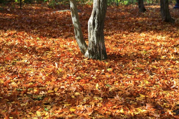 des feuilles gisaient sur l’herbe sous un arbre dans la ramble à l’intérieur de central park, new york city - ramble photos et images de collection