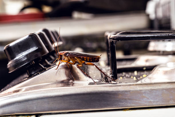 American cockroach. Insect on dirty stove, concept of lack of hygiene and need for pest control stock photo