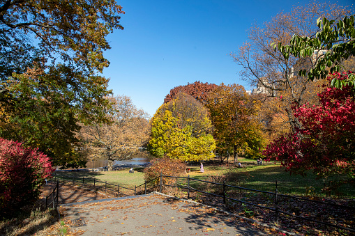 Colorful trees in Central Park, New York City