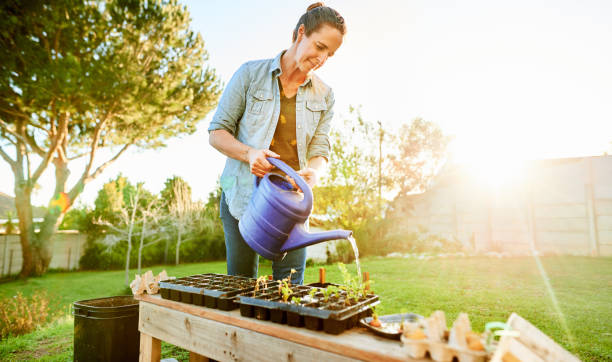 istock Smiling woman watering seedling trays while working in her yard 1285352187