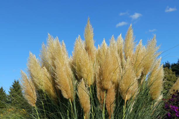 cortaderia selloana - hierba pampas - autumn blue botany clear sky fotografías e imágenes de stock