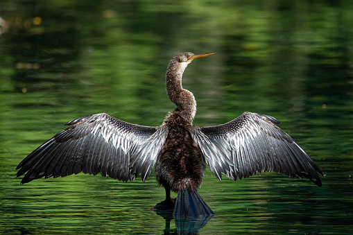 An anhinga spreads its wings on calm water.