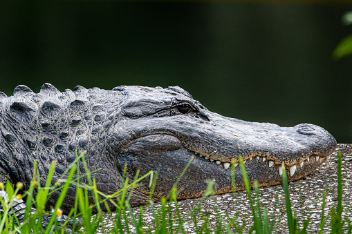 Alligator wading through a marsh in the Merritt Island Wildlife Preserve on the east coast of Florida